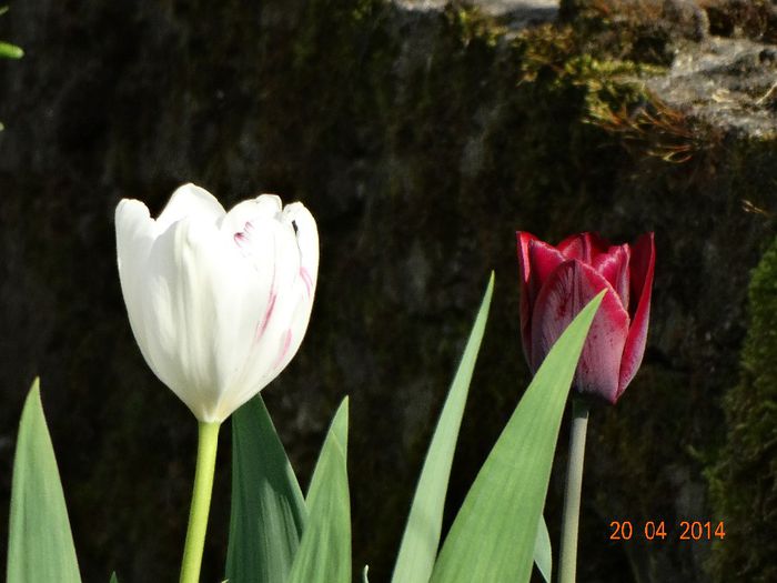 DSC02316