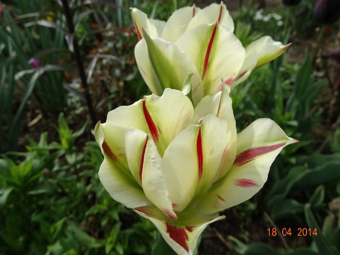 DSC02023