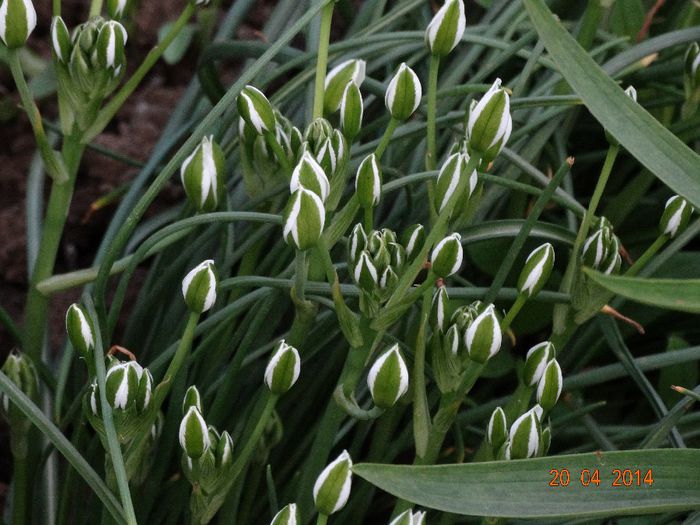 DSC02365 - Plante in gradina 2014