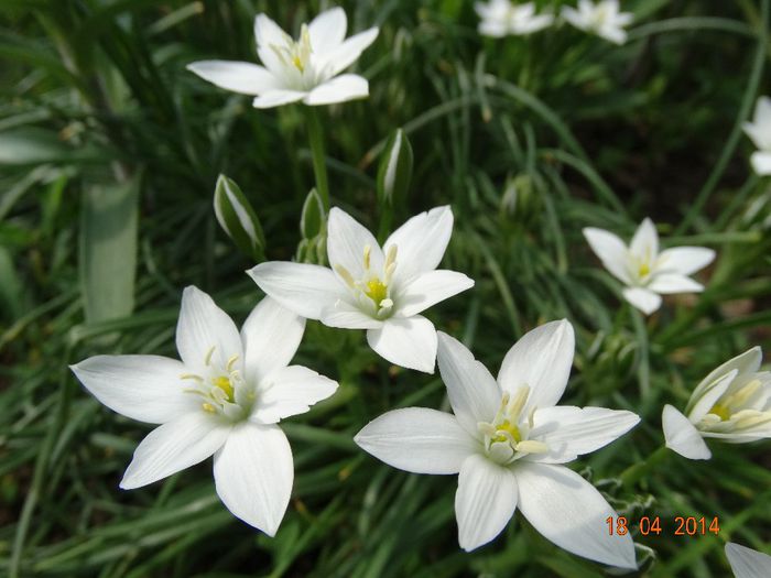DSC02054 - Plante in gradina 2014