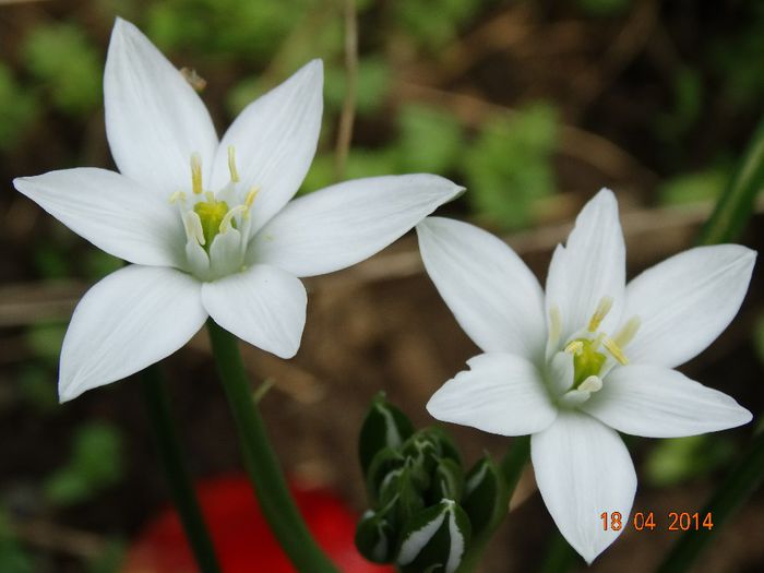 DSC02039 - Plante in gradina 2014