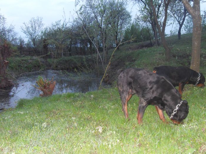 ROTTWEILER 177 - Comportament si caracter TASHA SI ROKY 23-04-2014