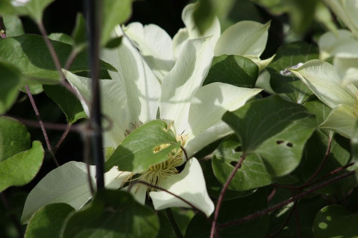 Clematis Moonlight - Clematite 2014