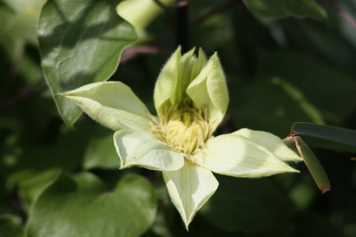 IMG_2676 - Clematite 2014