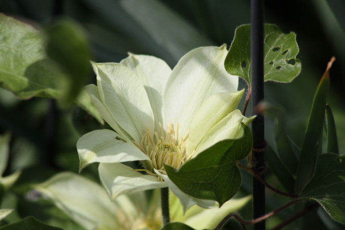 Clematis Moonlight - Clematite 2014