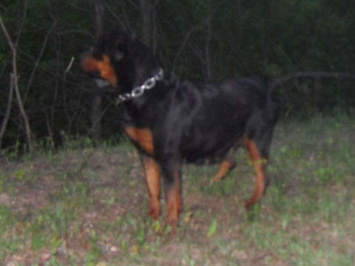 ROTTWEILER 174 - Comportament si caracter TASHA SI ROKY 23-04-2014