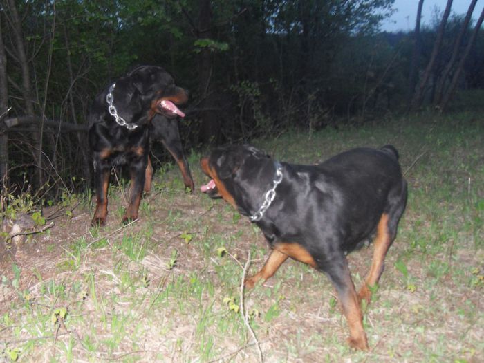 ROTTWEILER 172 - Comportament si caracter TASHA SI ROKY 23-04-2014