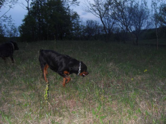 ROTTWEILER 135 - Comportament si caracter TASHA SI ROKY 23-04-2014