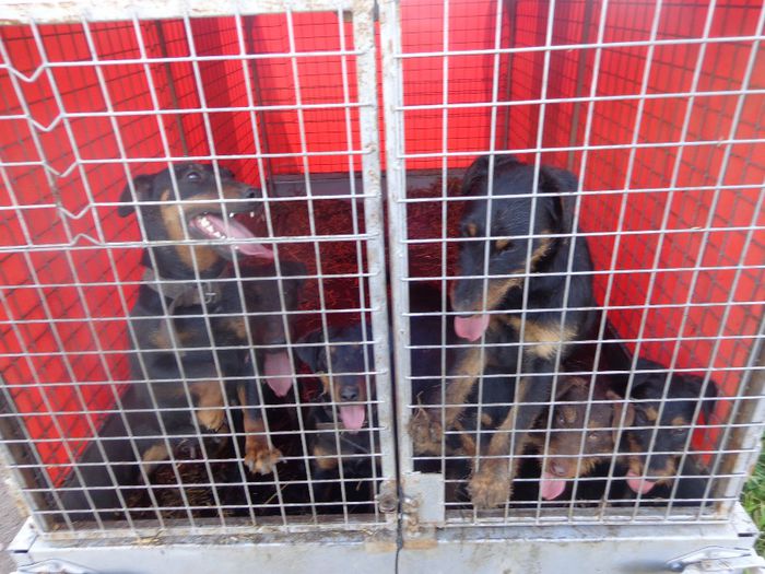 jagdterrier (2) - jagdterrier sagu arad