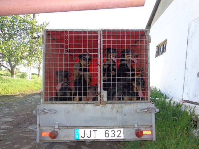 jagdterrier - jagdterrier sagu arad