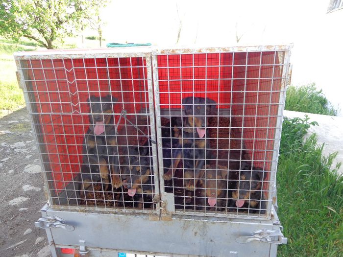 jagdterrier1 - jagdterrier sagu arad