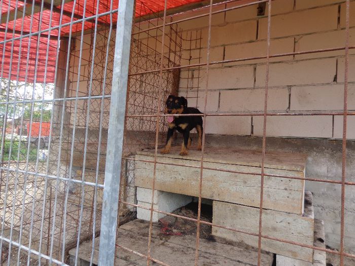 zaia - jagdterrier sagu arad