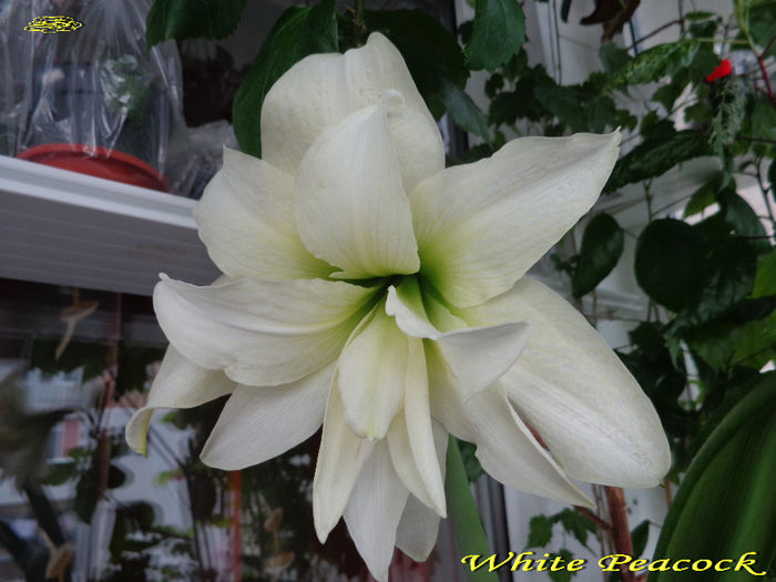 White Peacock (24-04-2014)1