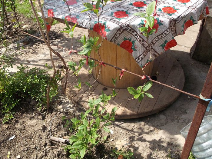 kivi - Primavara 2014