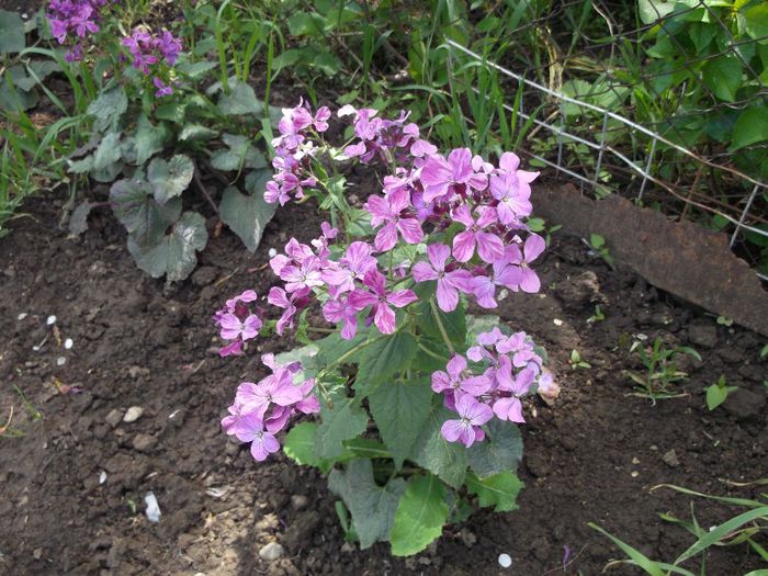 lunaria