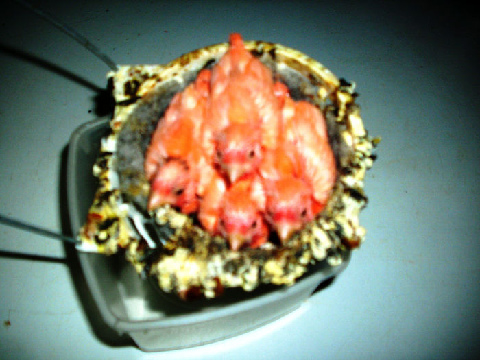 CANARI LA CUIB 2014- APRIL 005