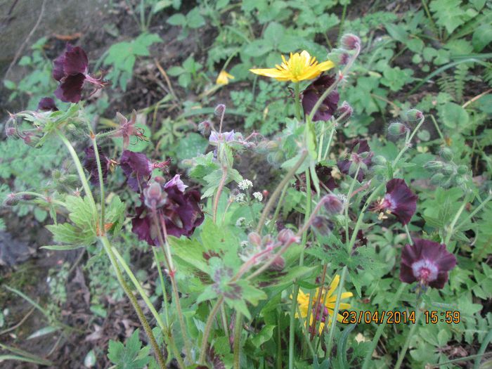 IMG_4118 - O iesire la padure in aprilie