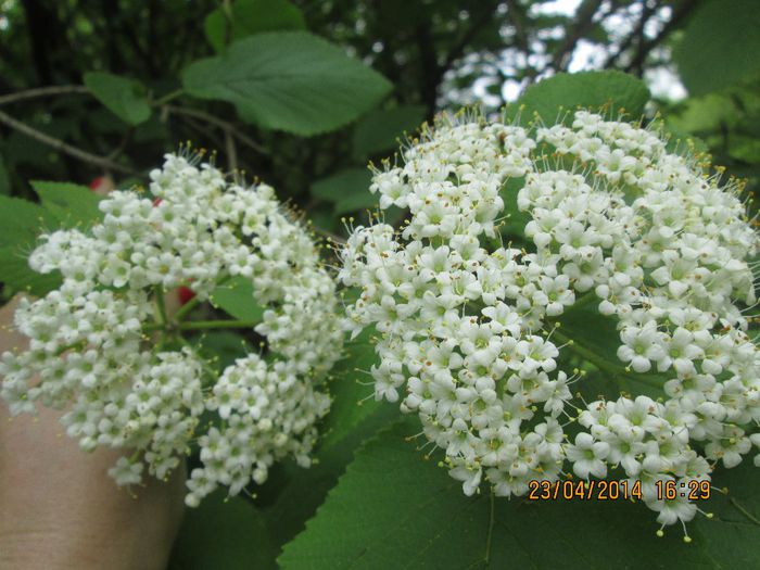 IMG_4158 - O iesire la padure in aprilie