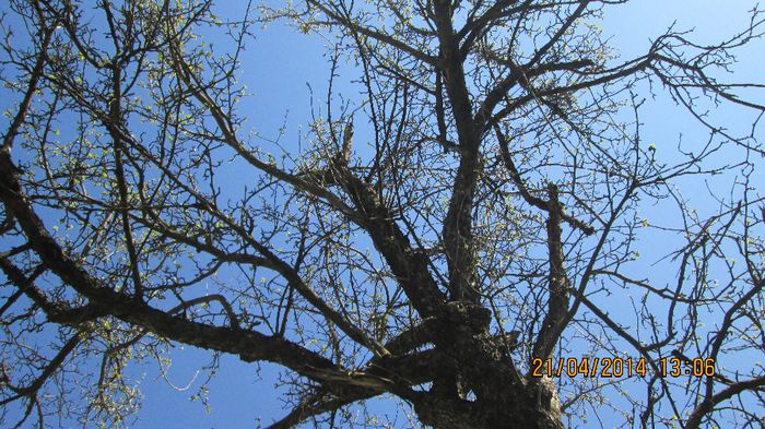 IMG_1262 - primavara