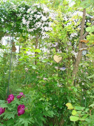 DSC06964 - Gradina in 2014