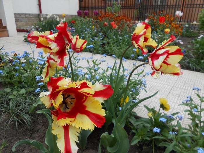 lalele flaming parrot - yyy 2014 gradina mea
