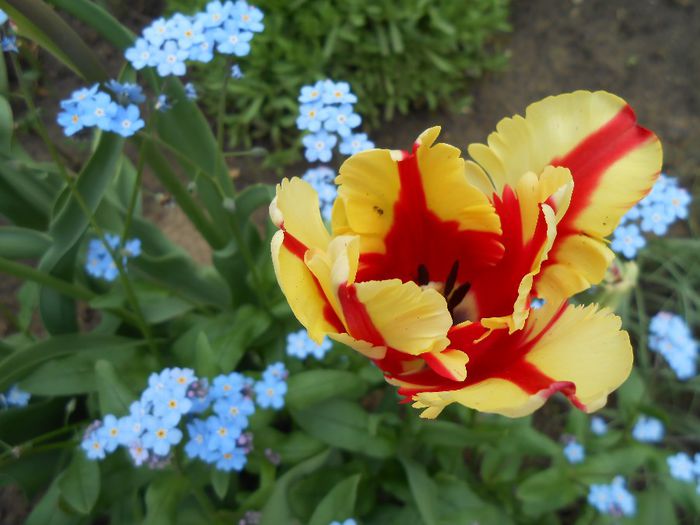 lalea flaming parrot - yyy 2014 gradina mea