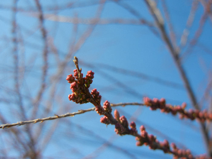 Tamarix tetranda (2014, March 30) - Tamarix tetranda