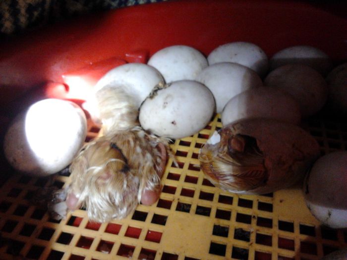 2014-04-24 12.02.51; boboci gasca leseasca
