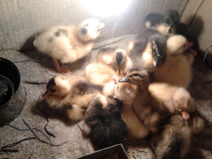 2014-04-24 12.04.19; ratuste si boboci
