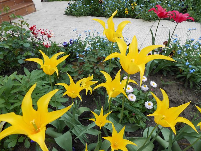 lalele lily flowered west point - yyy 2014 gradina mea