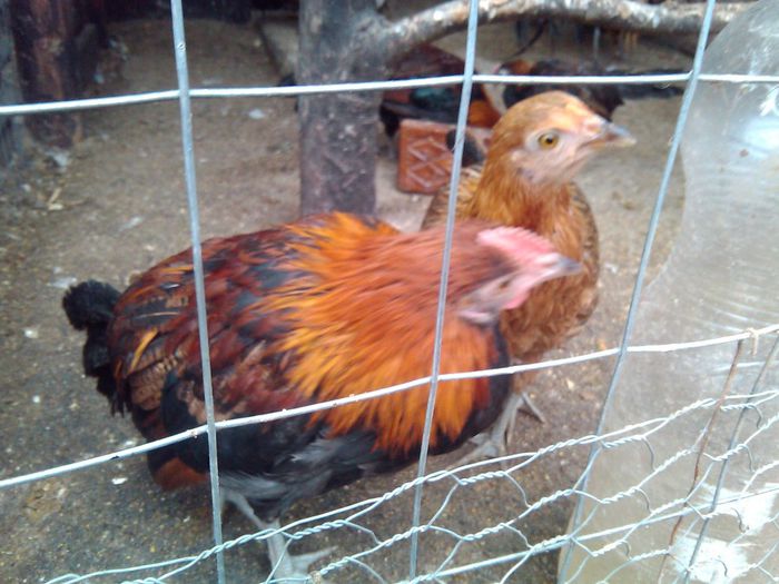 Hristos a inviat 040