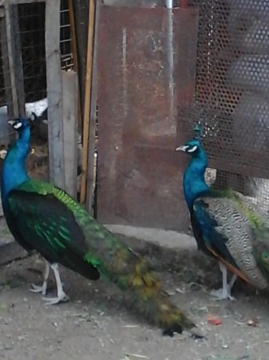 20140422_173933