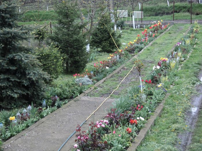 DSC04266 - 0-florile mele