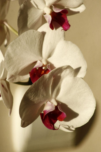 7 - Phalaenopsis