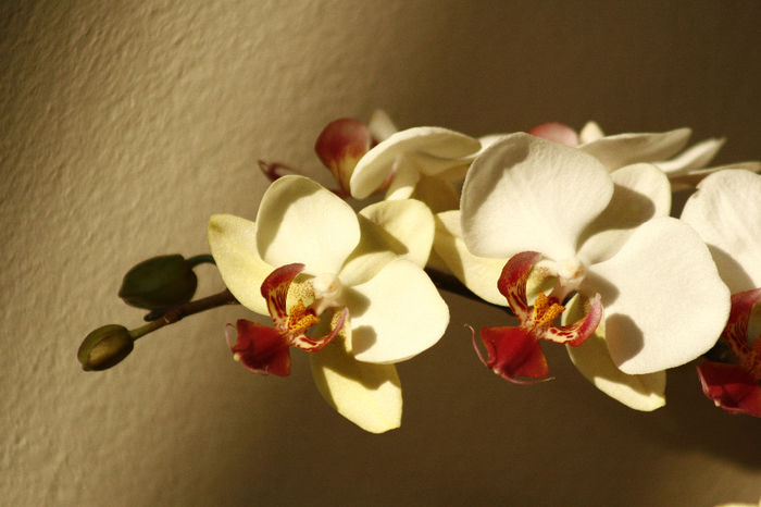 8 - Phalaenopsis