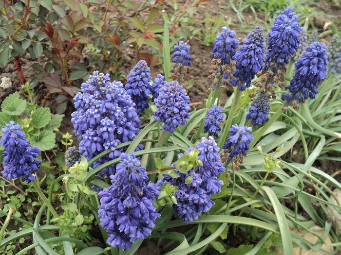 DSC03808 - MUSCARI