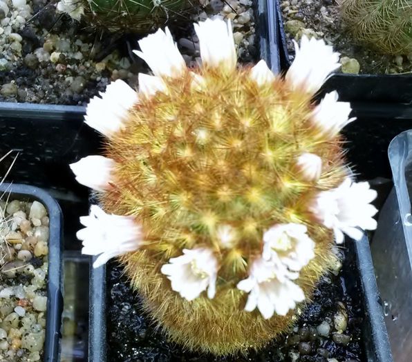 Mammillaria carmenae "rubrispina"