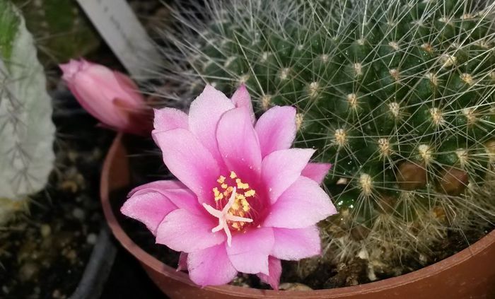 Rebutia