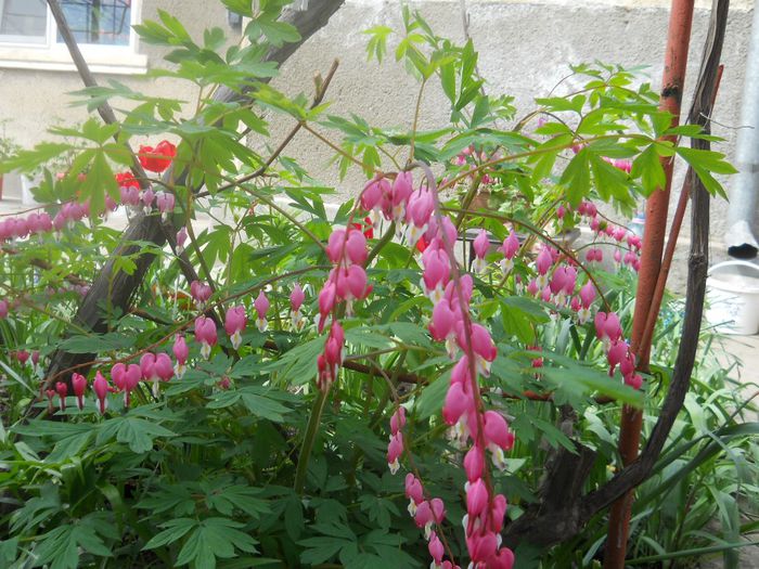 DSCN4792 - dicentra