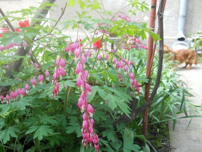 DSCN4793 - dicentra