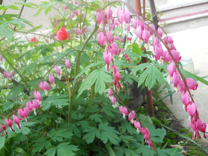 DSCN4794 - dicentra