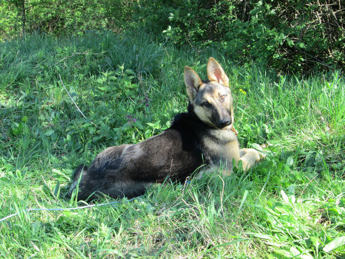 Max - Ciobanesc german