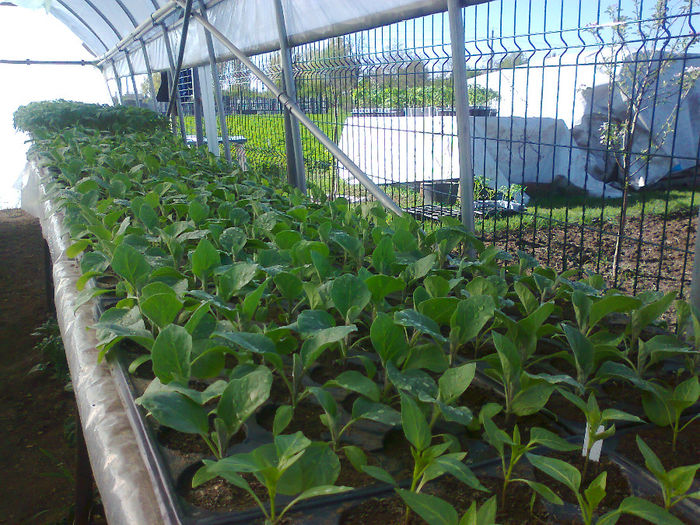 Fotografie0398 - Rasaduri de legume  2014