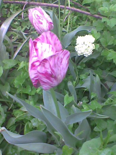 Imag2010