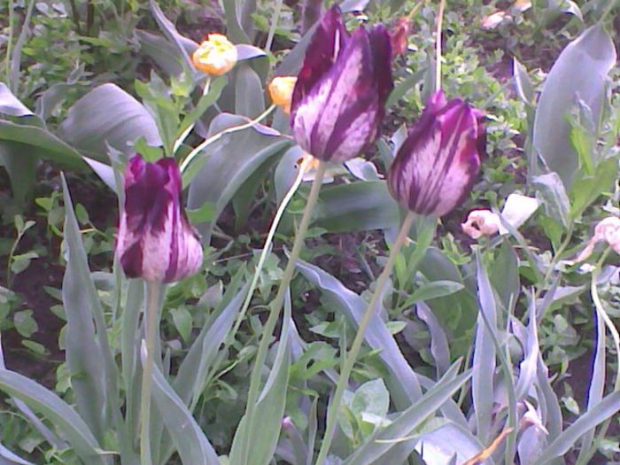 Imag2011