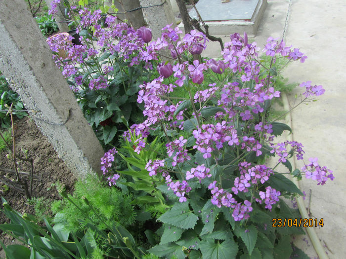 Lunaria Annua - Flori de gradina-2014 Primavara