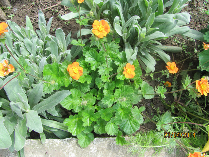 Geum Coccineum Borisi