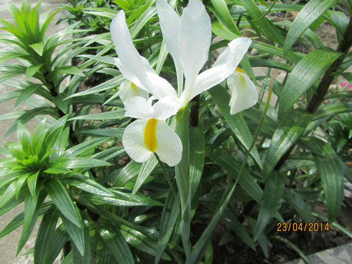 Primul Iris Hol. linga crini - Flori de gradina-2014 Primavara