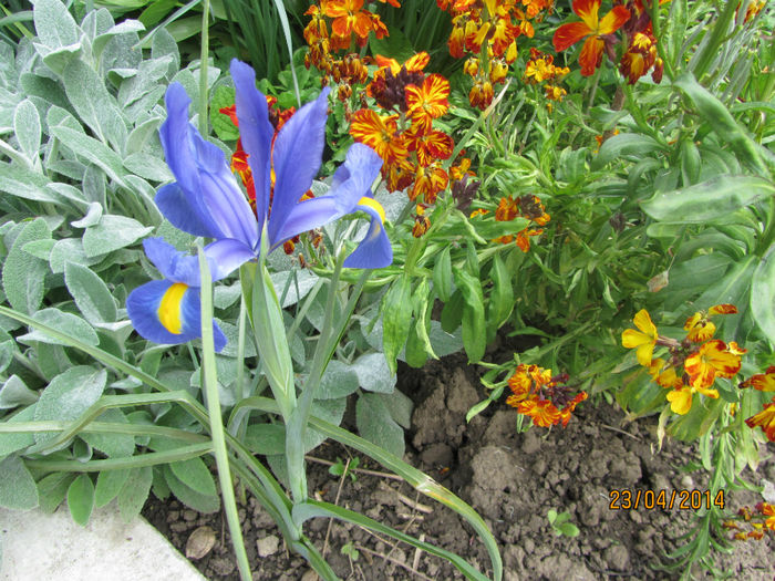 Al doilea Iris linga micsunele - Flori de gradina-2014 Primavara