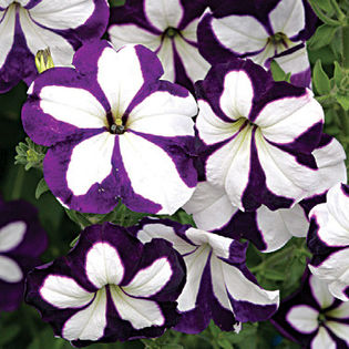 Avalanche F1 Blue Star - Petunia pendula